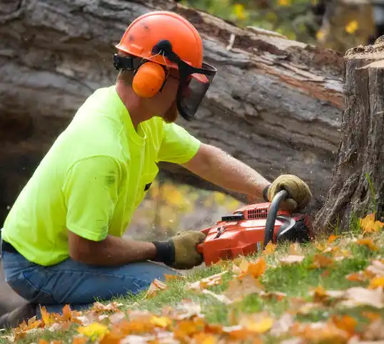 tree services Jal